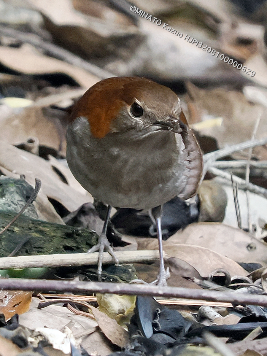 ホントウアカヒゲ雌