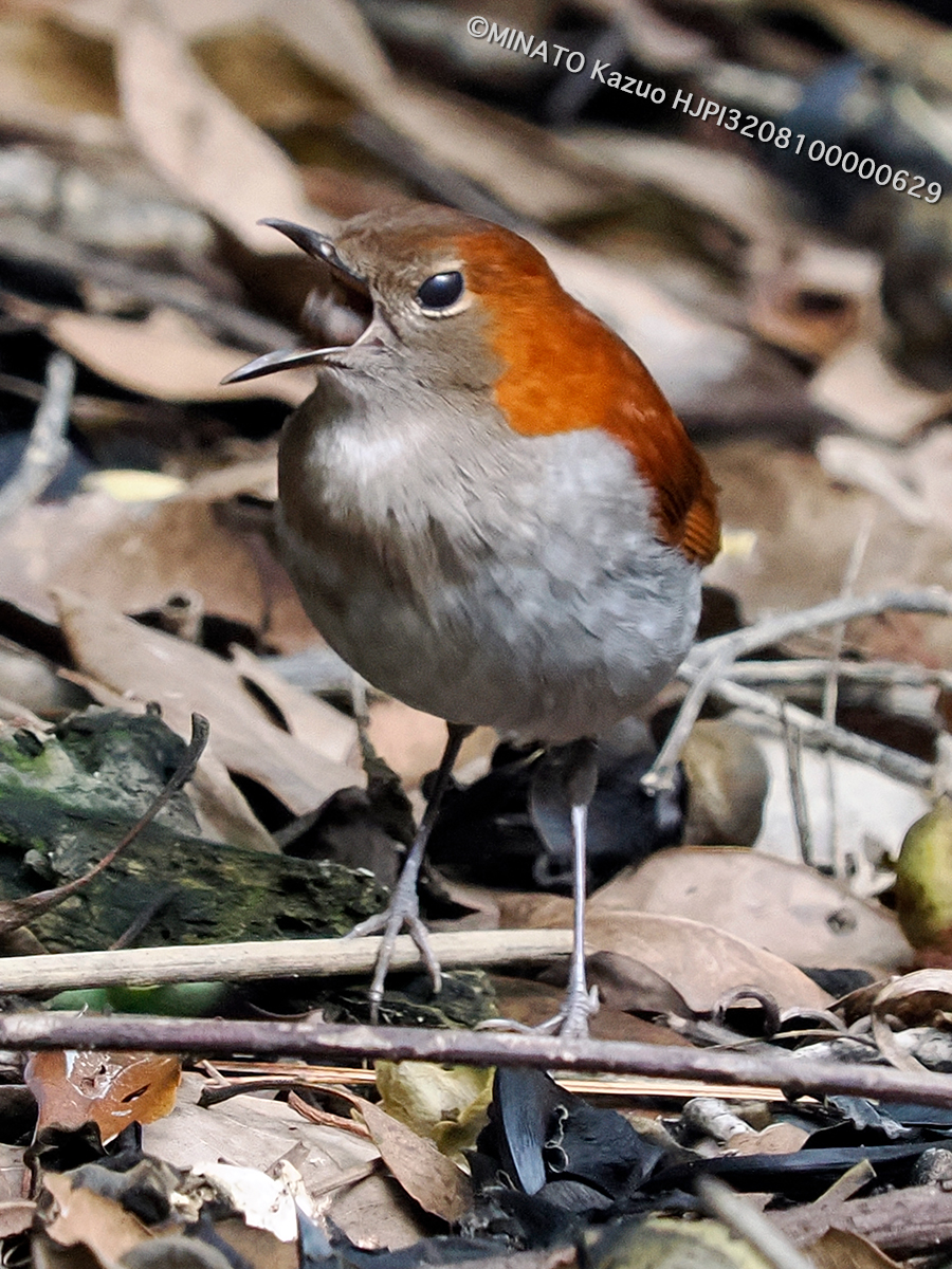 ホントウアカヒゲ雌