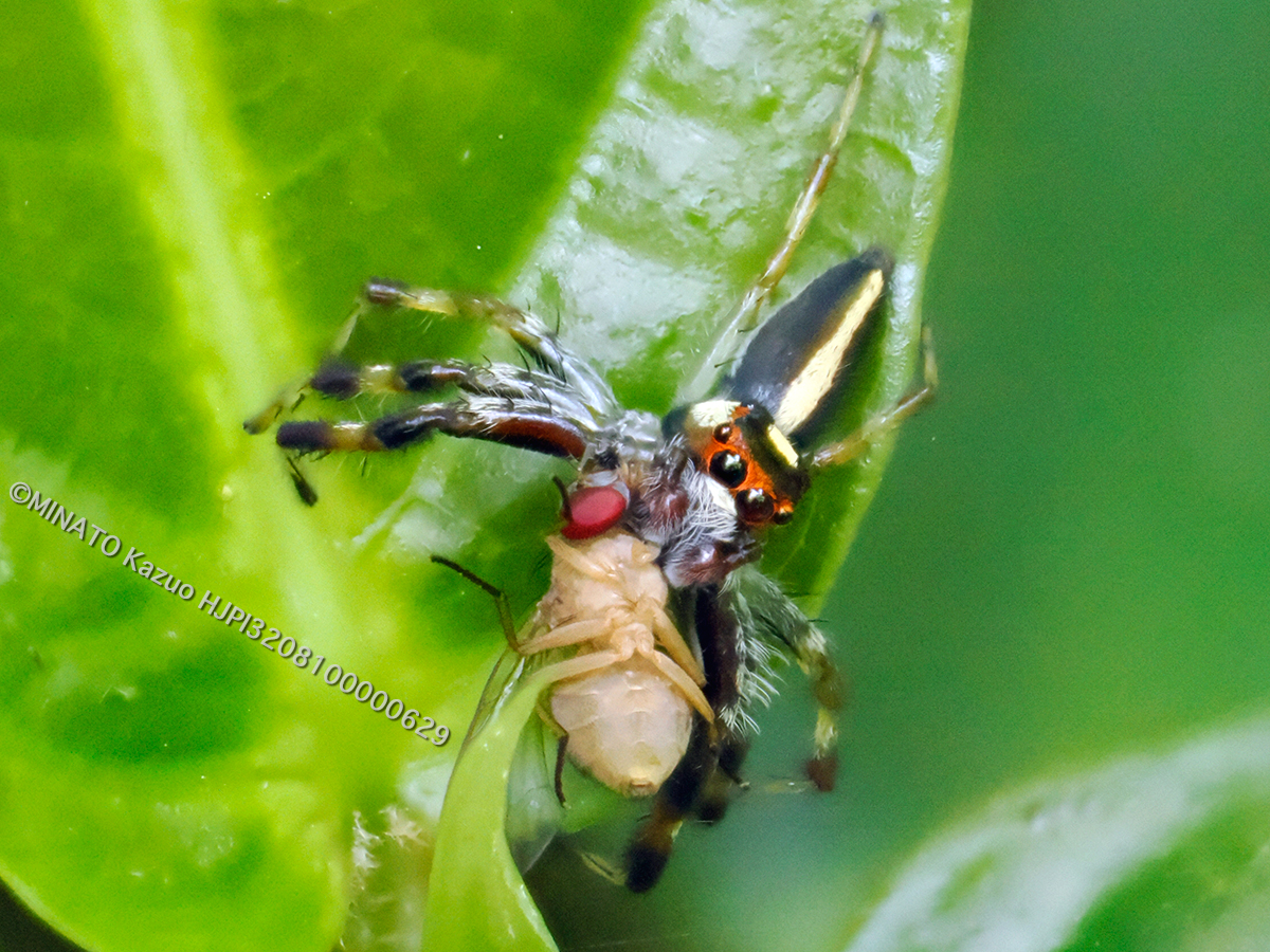 タテスジハエトリ雄