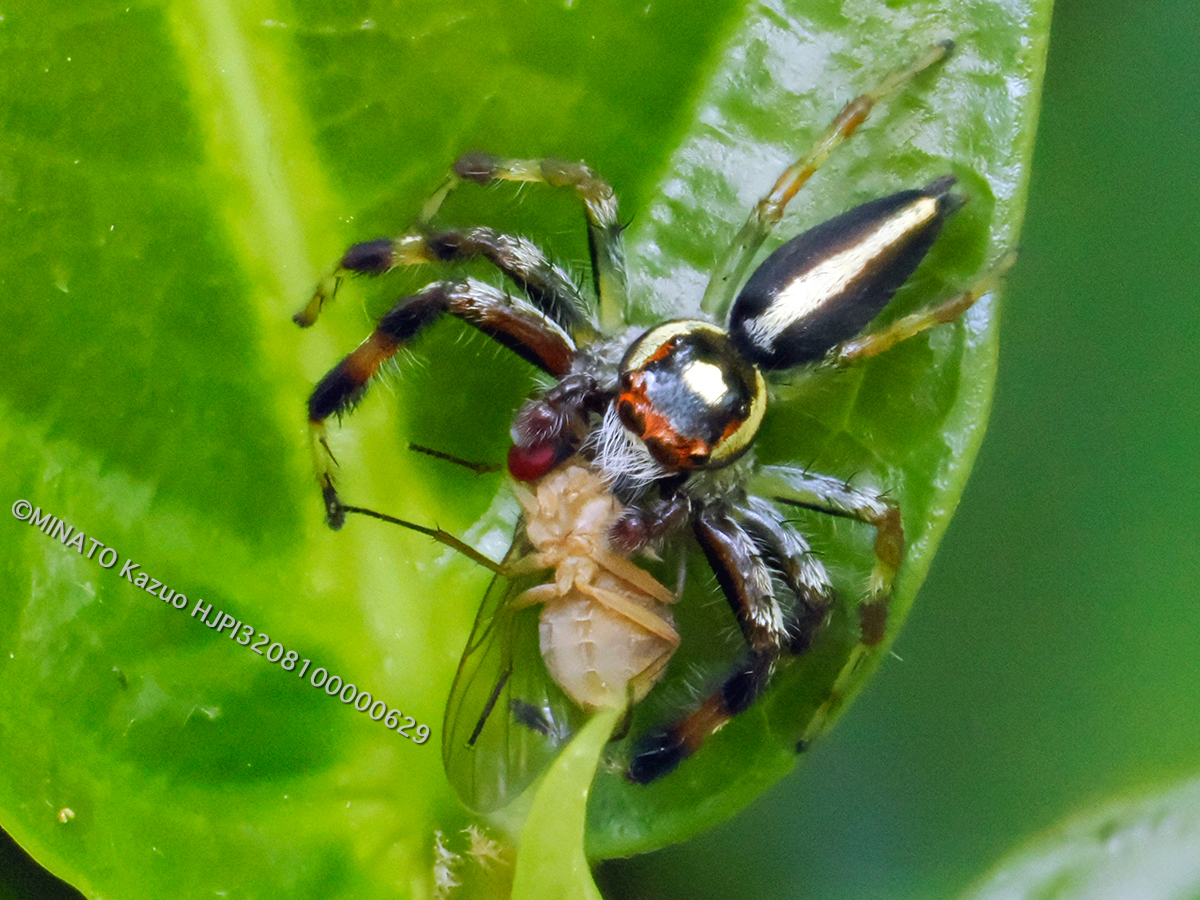タテスジハエトリ雄