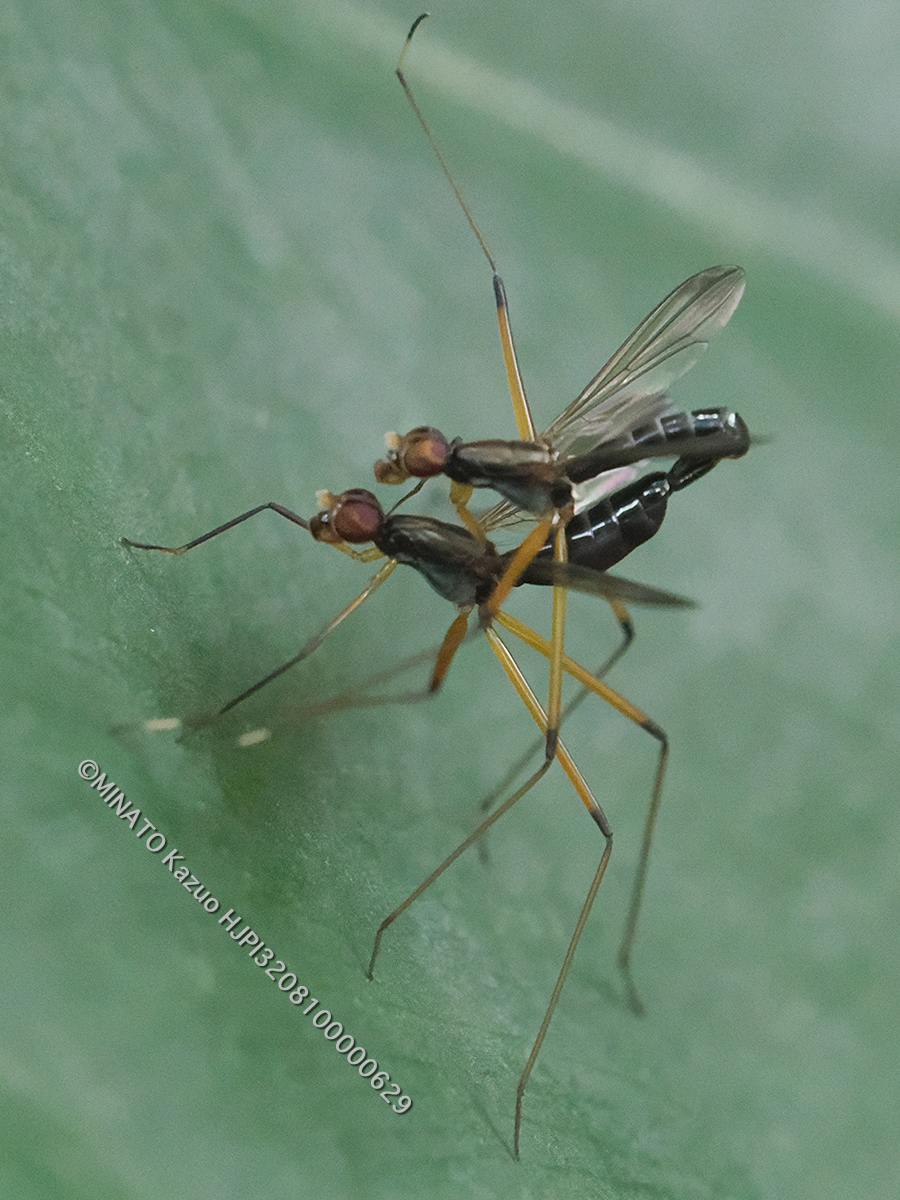 アシナガヤセバエの一種