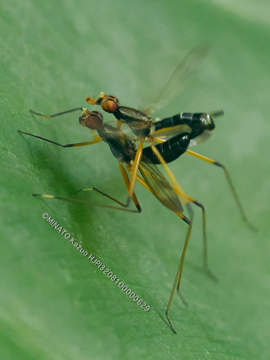 アシナガヤセバエの一種