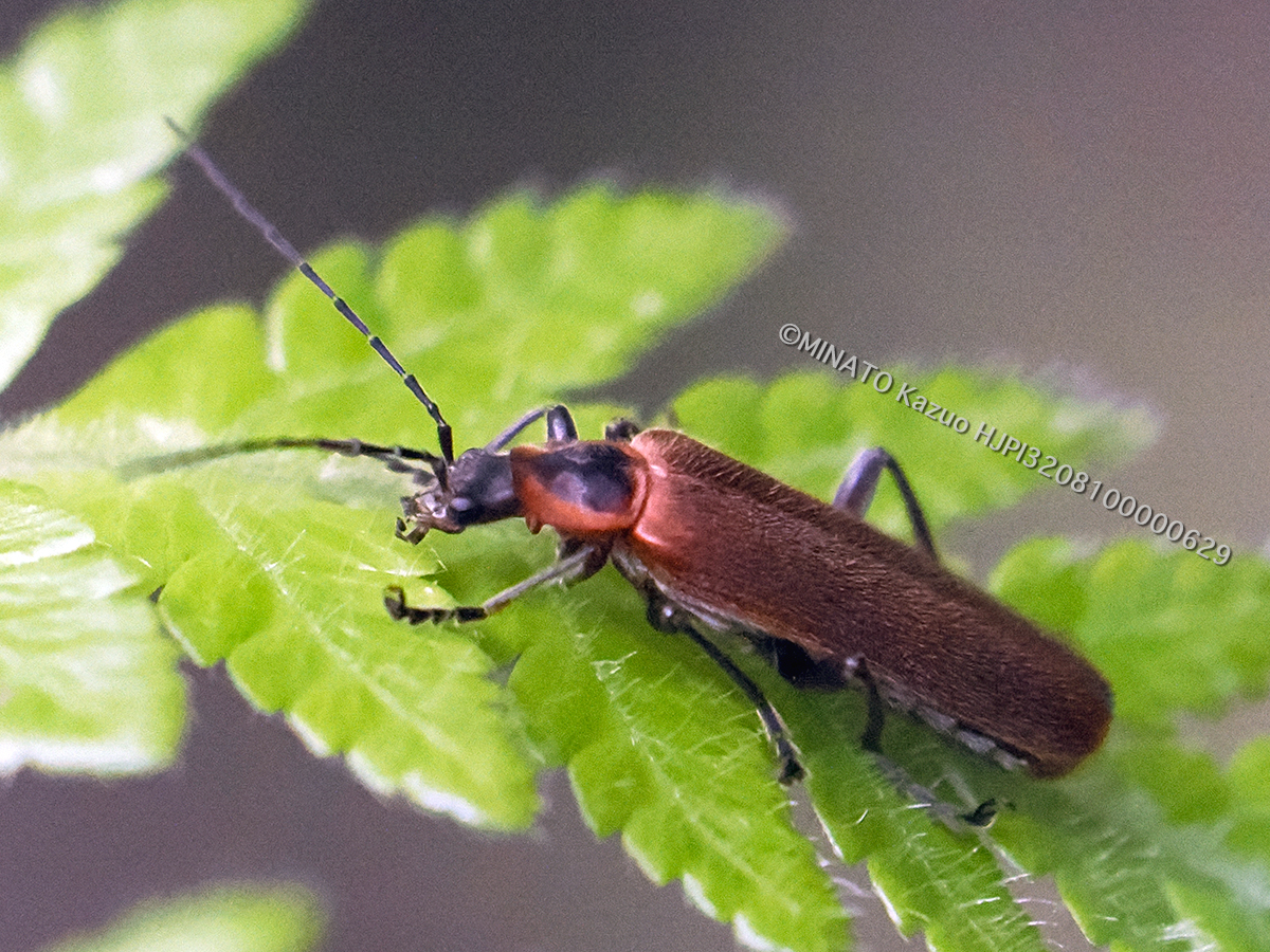リュウキュウマルムネジョウカイ