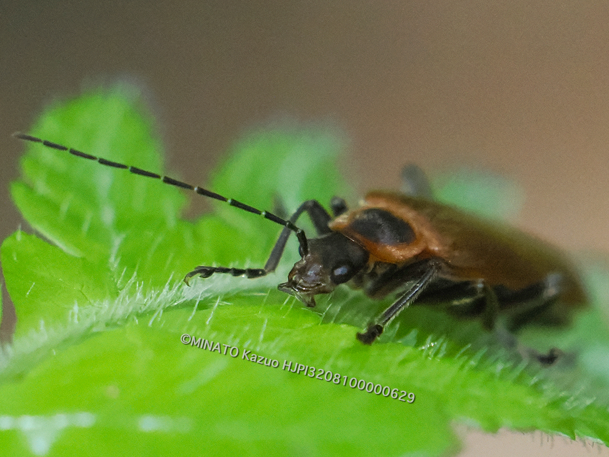 リュウキュウマルムネジョウカイ