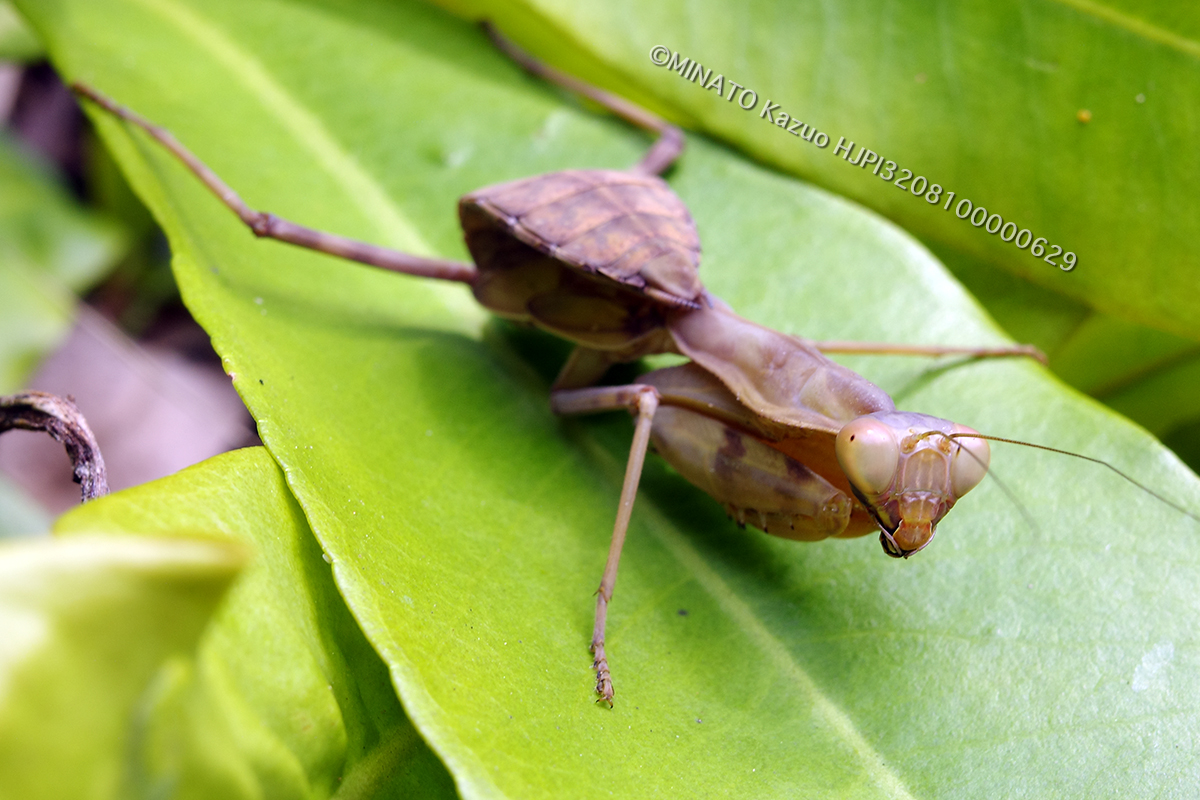 ハラビロカマキリ幼虫