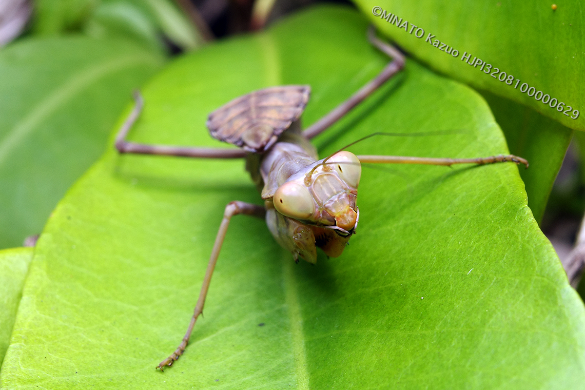 ハラビロカマキリ幼虫