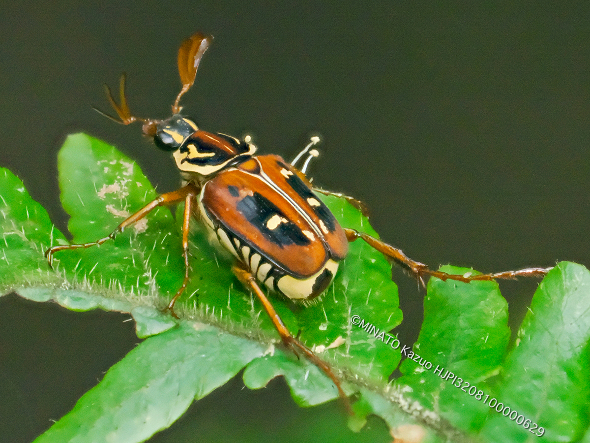 オキナワトラフハナムグリ