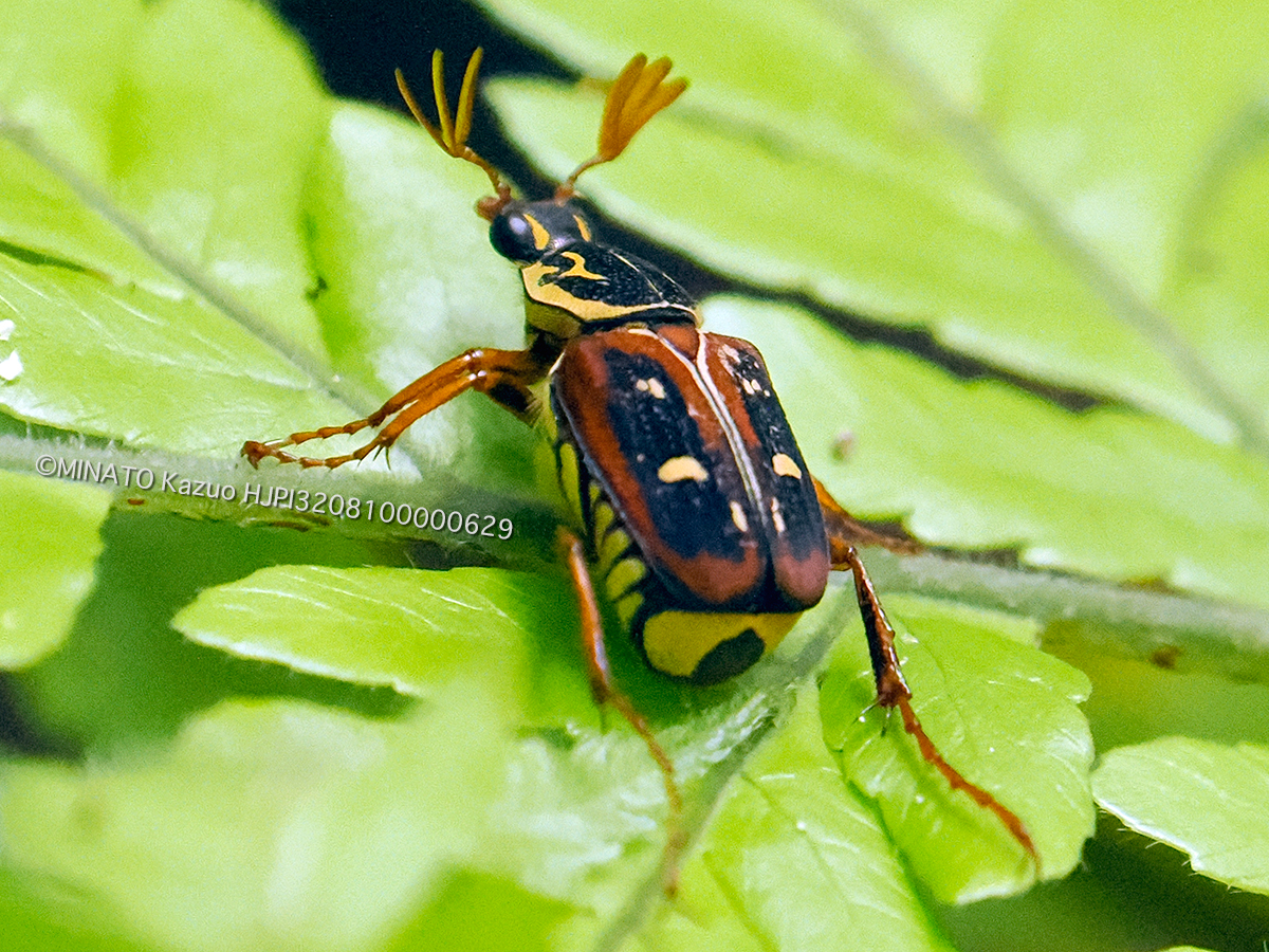 オキナワトラフハナムグリ