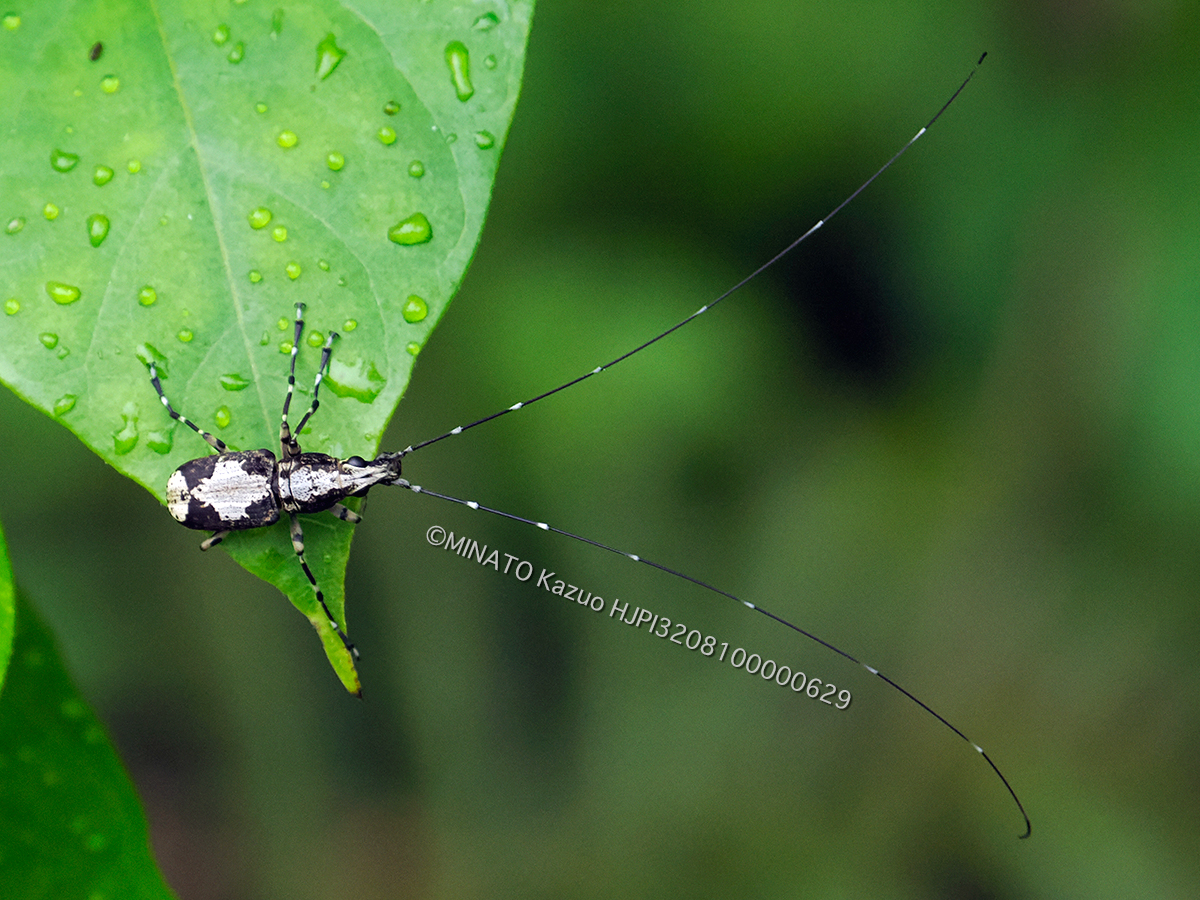 クロヘリオオヒゲナガゾウムシ雄
