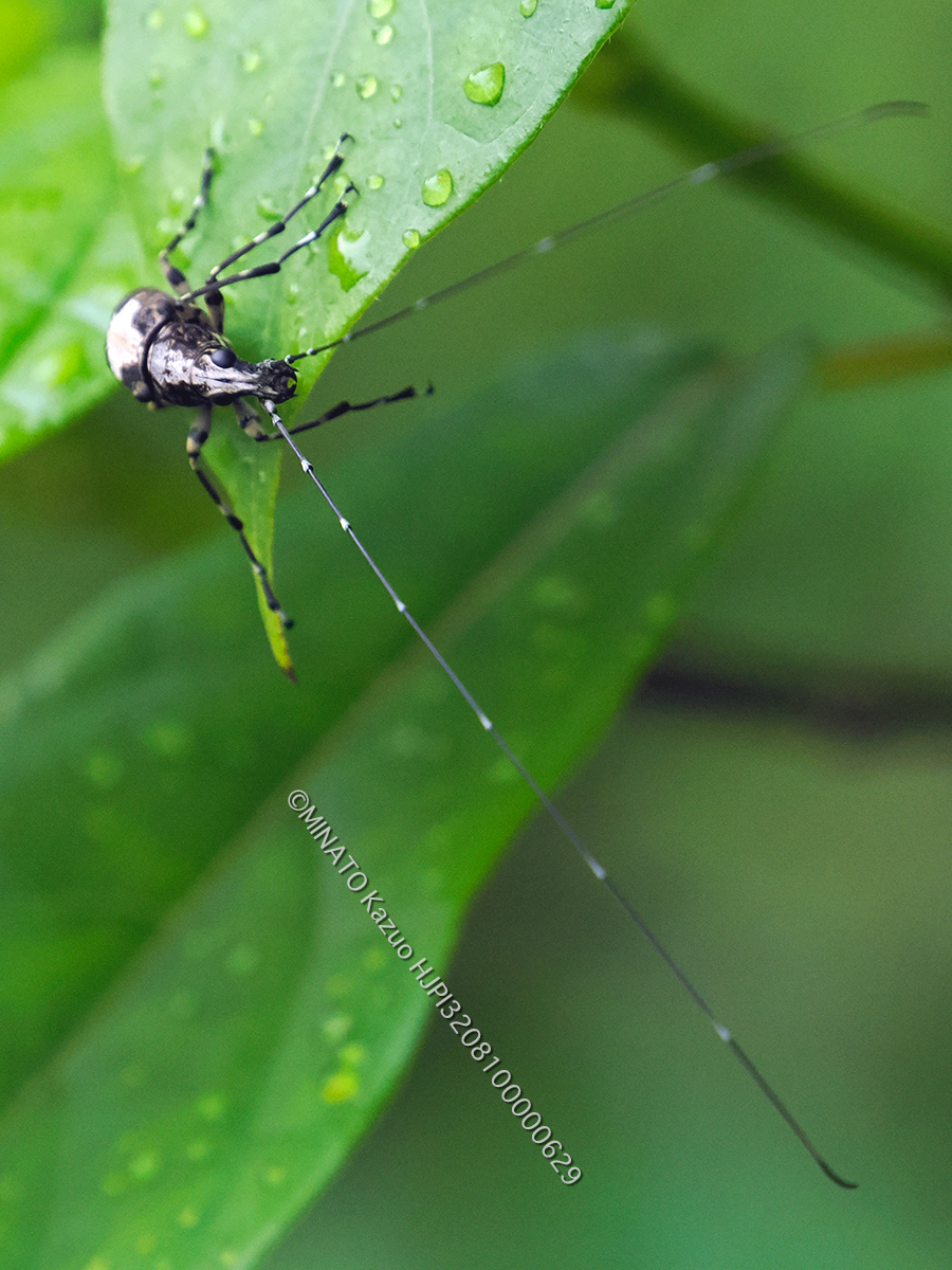クロヘリオオヒゲナガゾウムシ雄