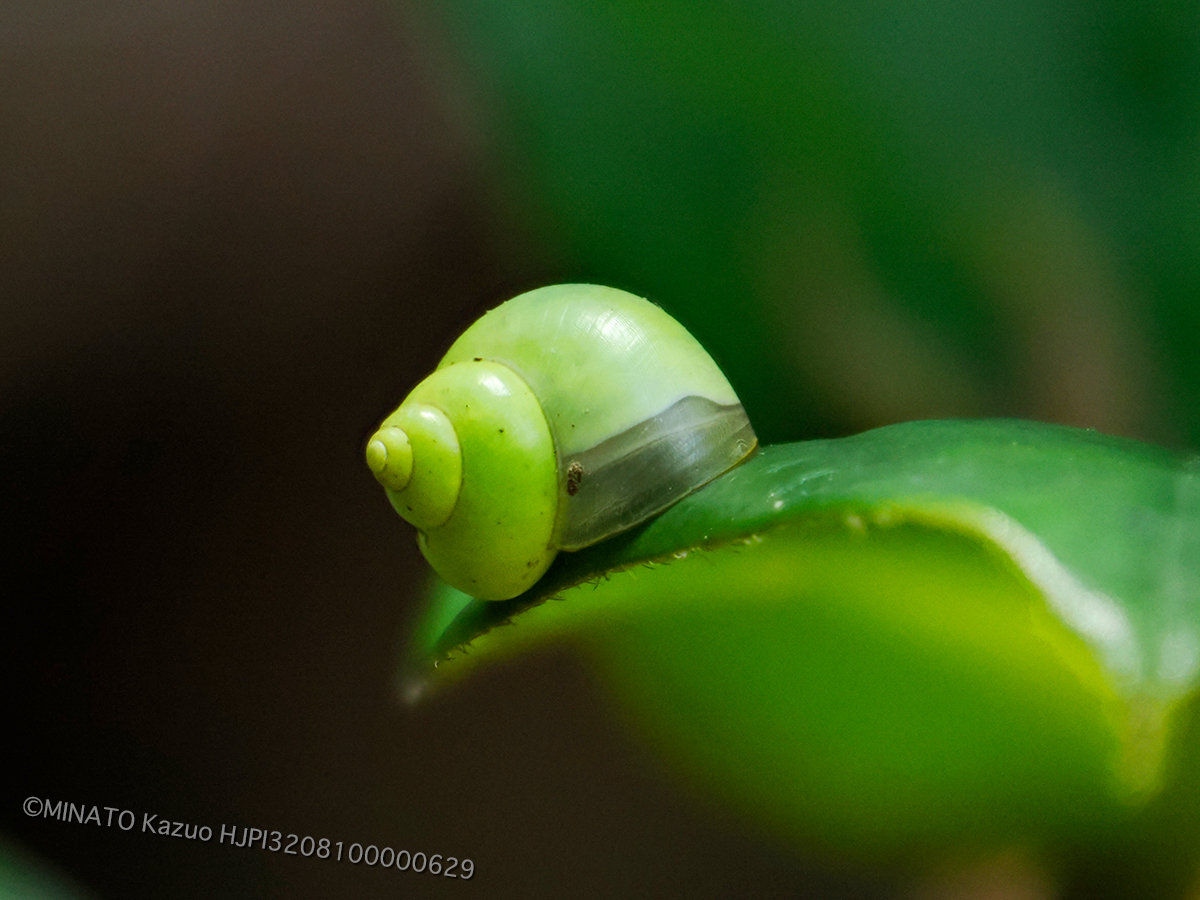 アオミオカタニシ