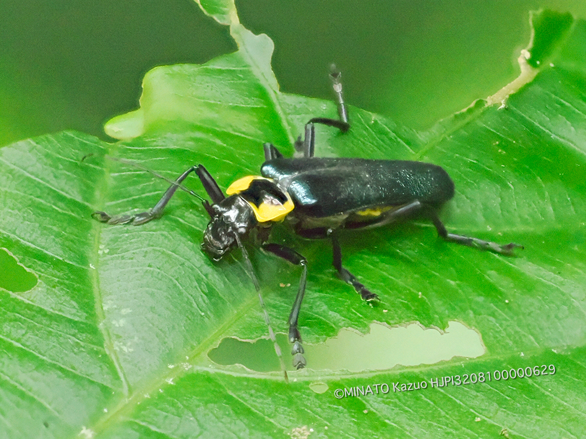 オキナワアオジョウカイ