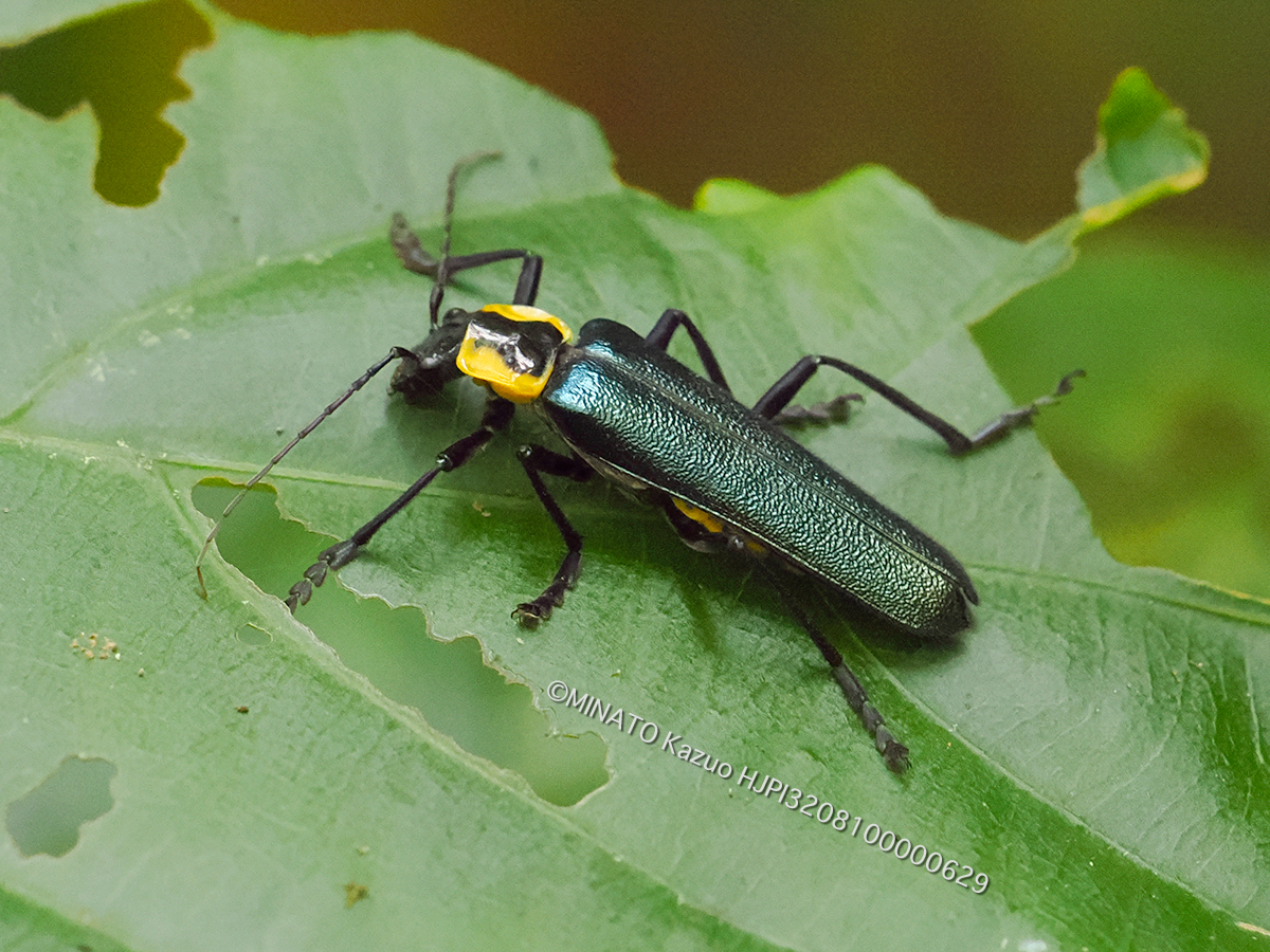 オキナワアオジョウカイ