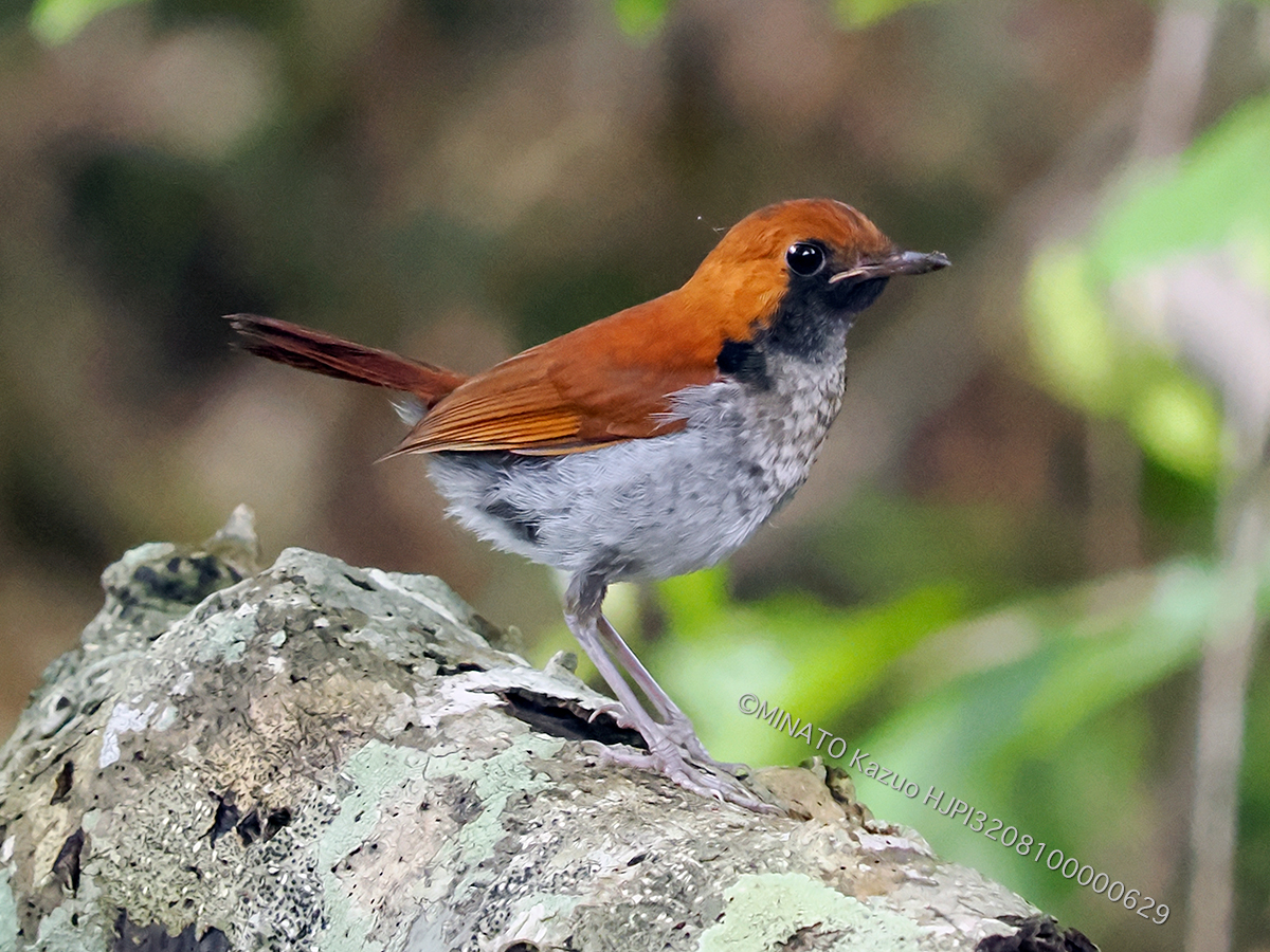 ホントウアカヒゲ雄幼鳥