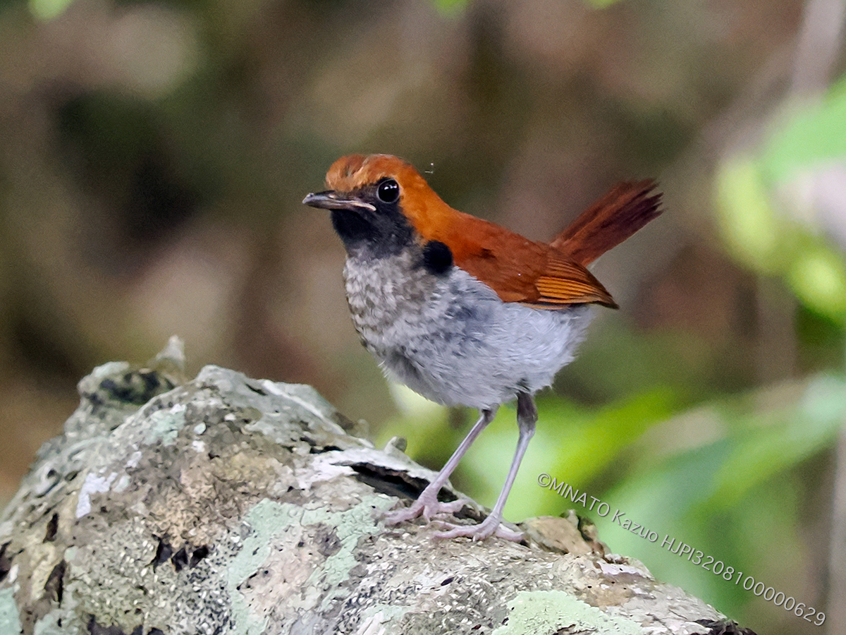 ホントウアカヒゲ雄幼鳥