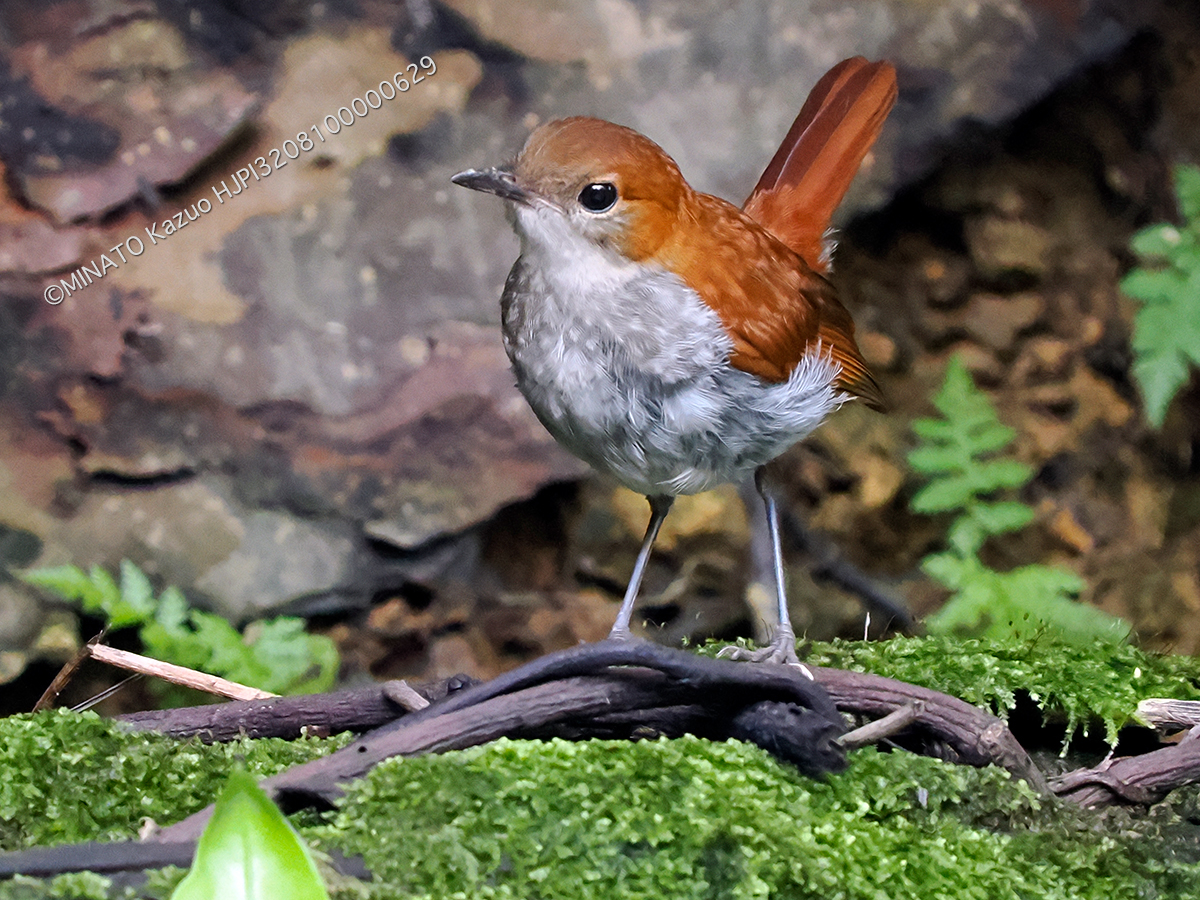 ホントウアカヒゲ雌幼鳥
