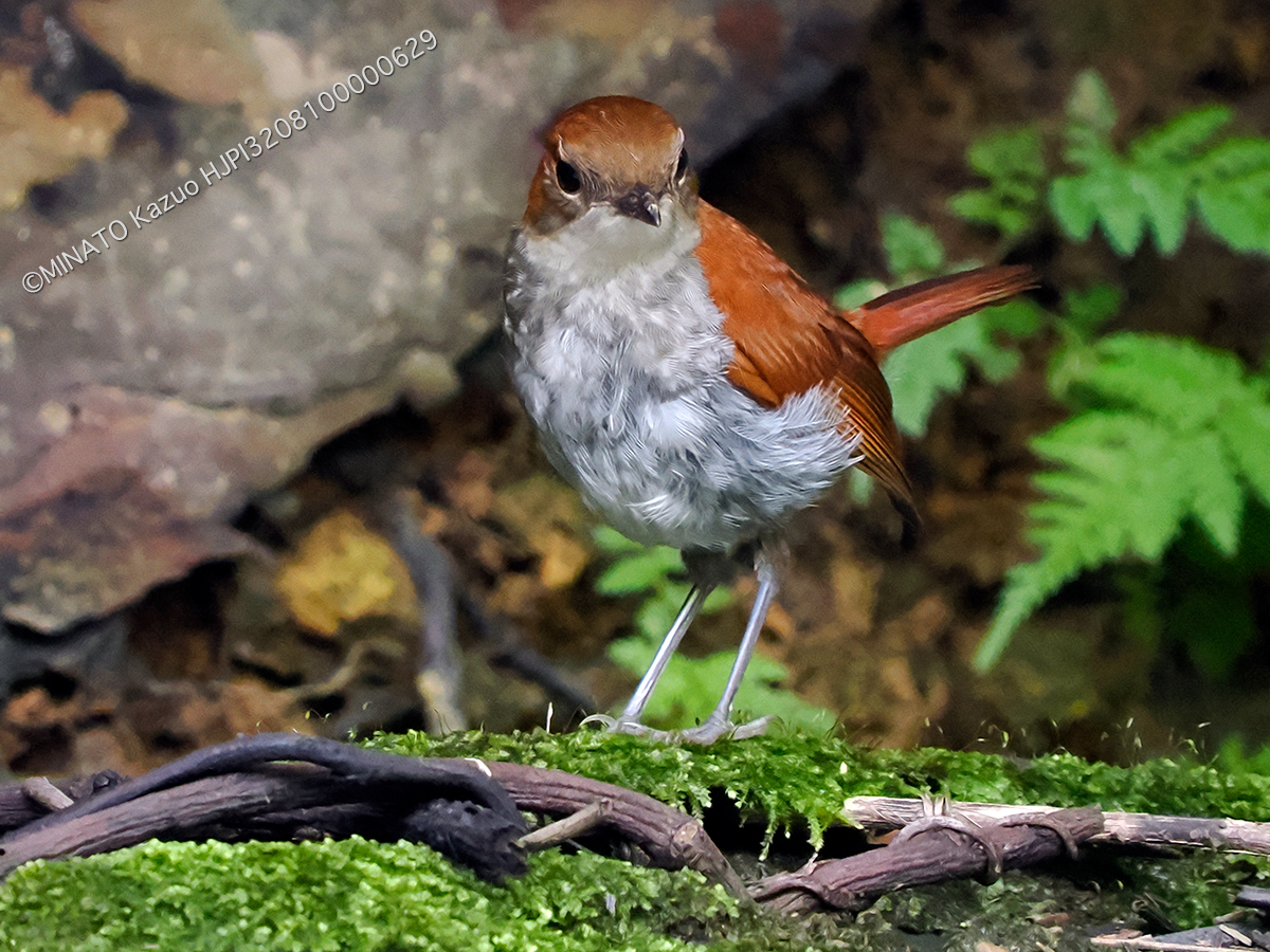 ホントウアカヒゲ雌幼鳥