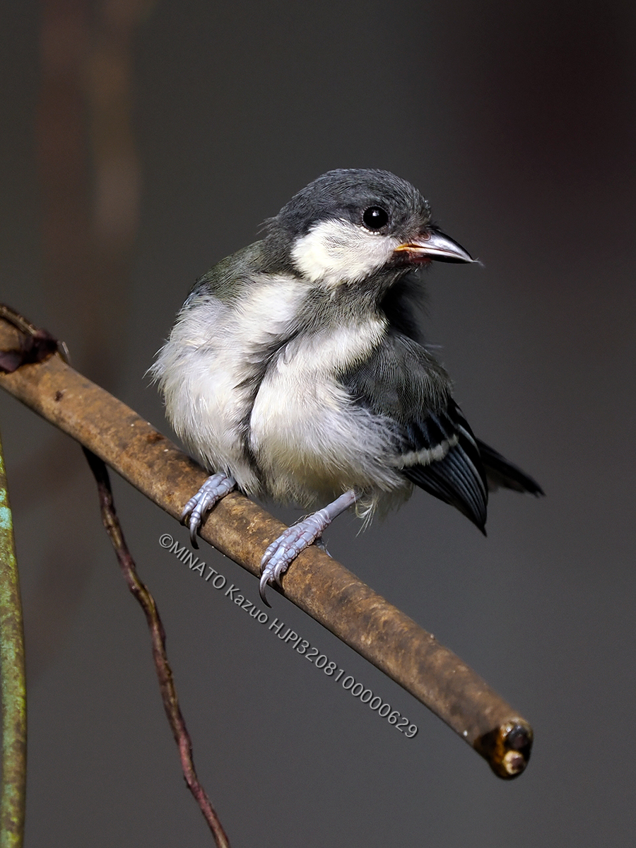 オキナワシジュウカラ若鳥