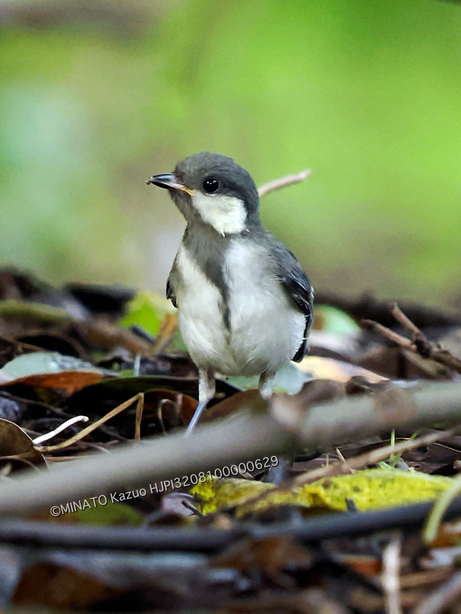 オキナワシジュウカラ若鳥