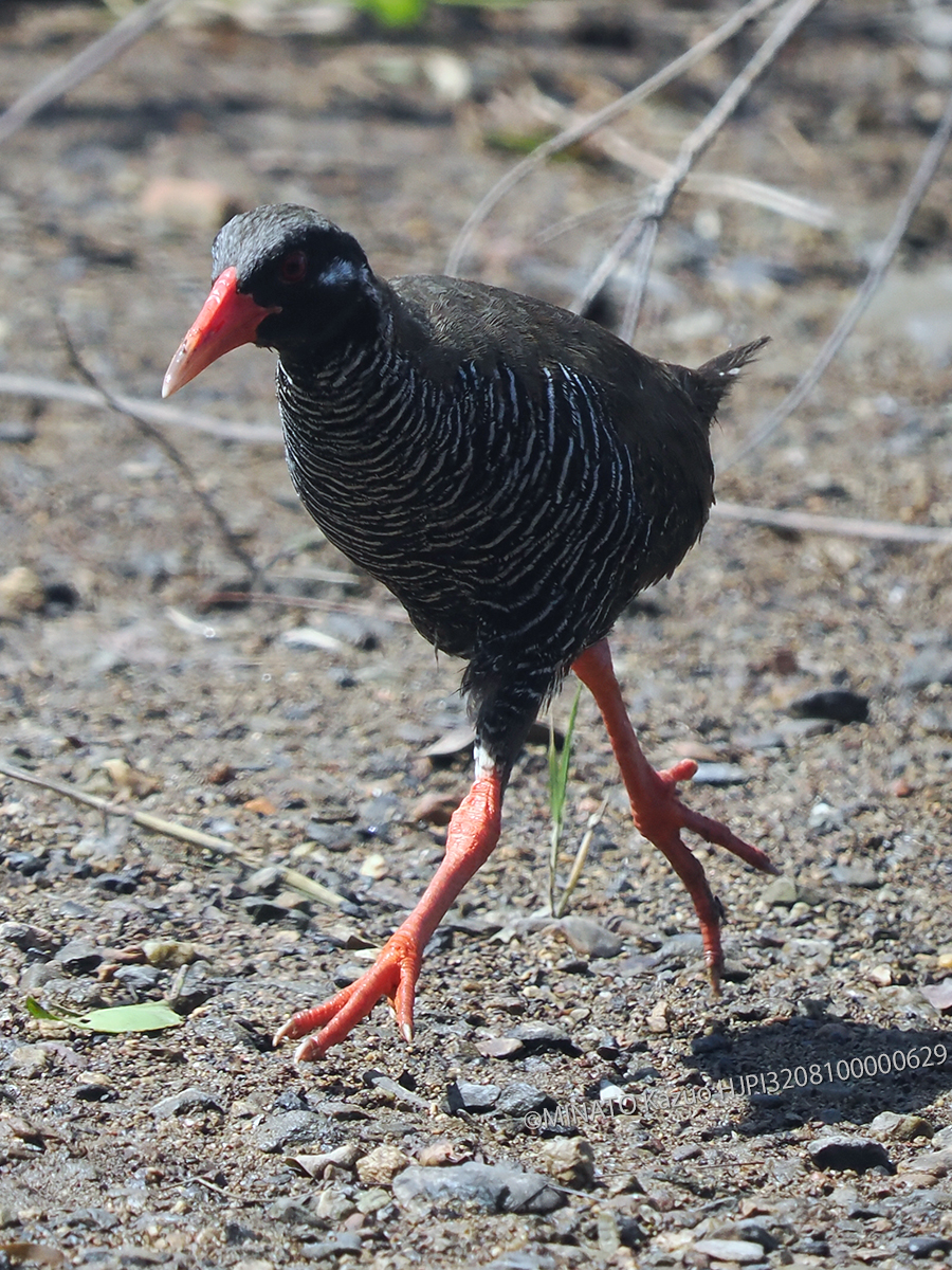 ヤンバルクイナ