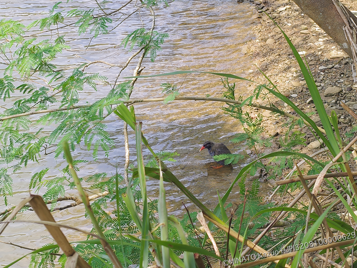 ヤンバルクイナ
