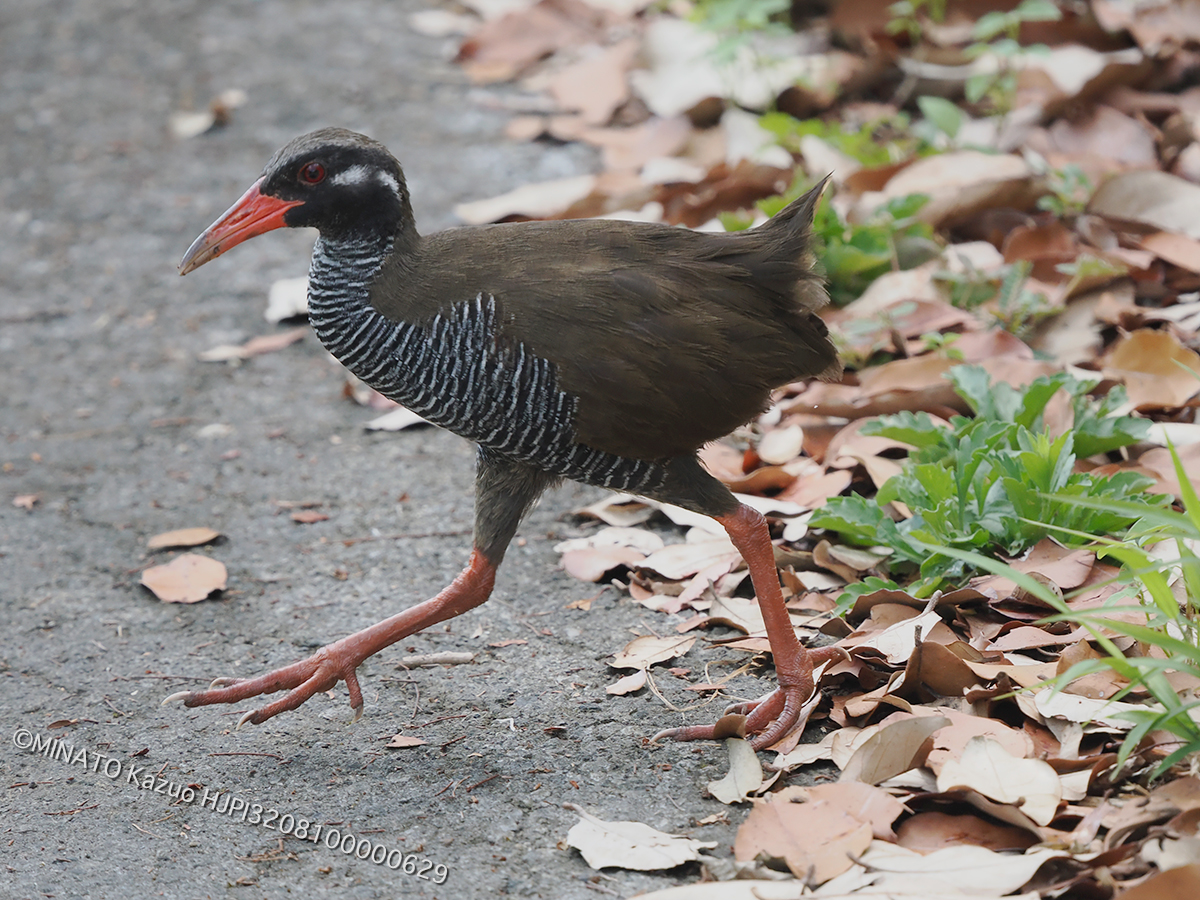 ヤンバルクイナ