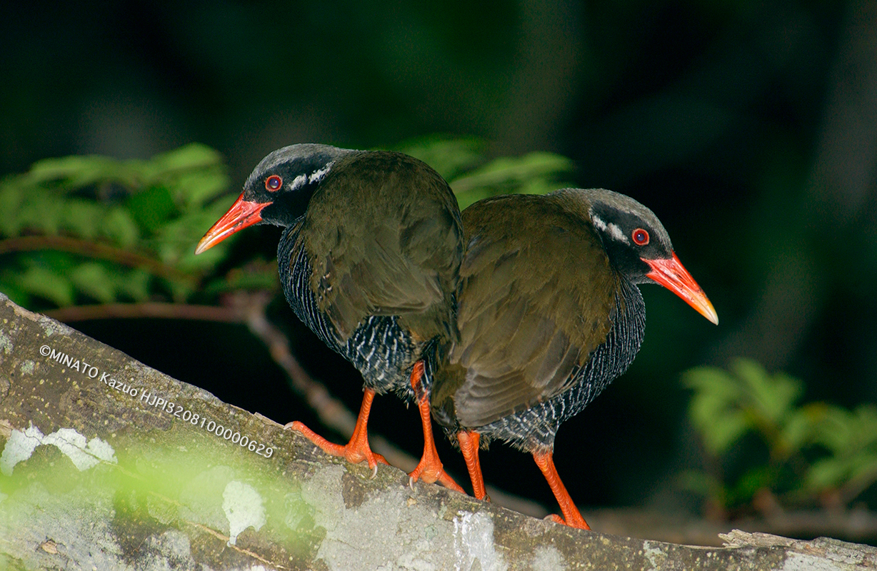 ヤンバルクイナ・ペア