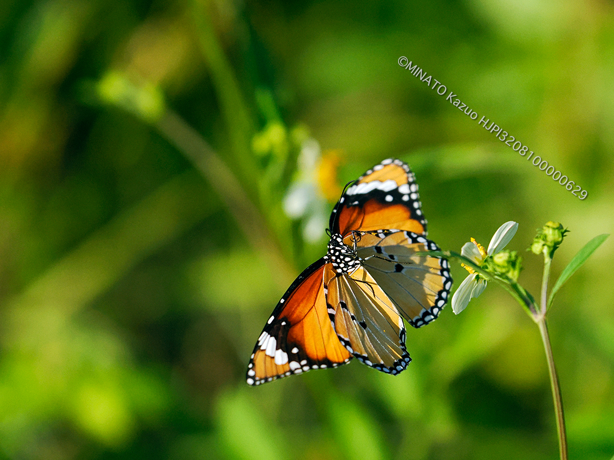 カバマダラ