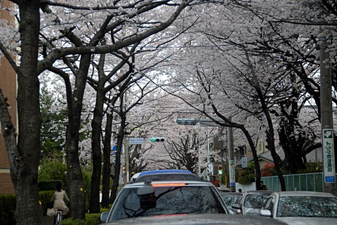 桜並木