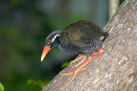 ヤンバルクイナ