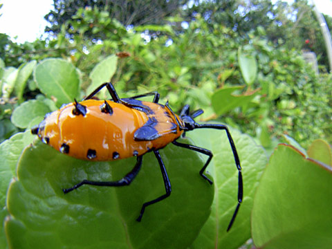 フタスジハリカメムシ幼虫