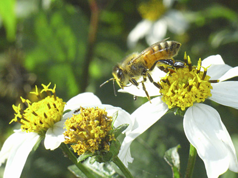 センダングサに訪花したセイヨウミツバチ