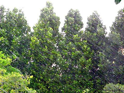 横殴りの雨