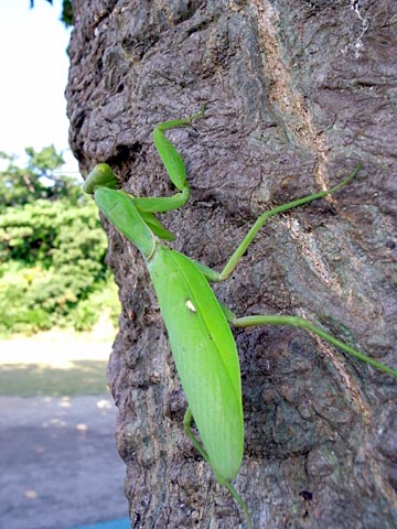 ハラビロカマキリ