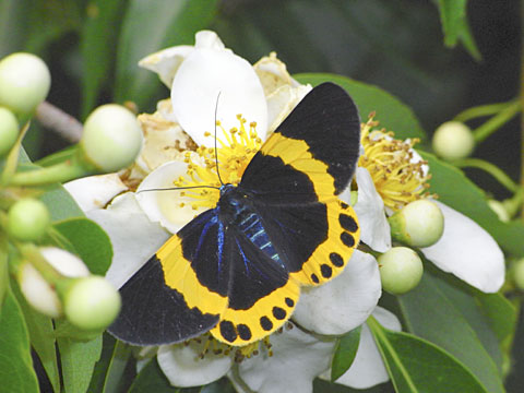 イジュに訪花したキオビエダシャク