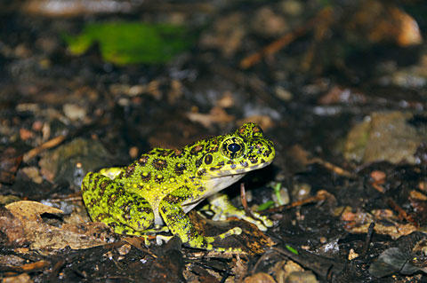 イシカワガエル