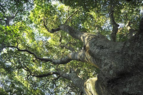 オキナワウラジロガシ巨木
