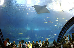 海洋博公園沖縄美ら海水族館巨大水槽