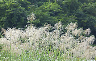 出揃ったススキの花穂