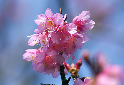 沖縄本島中部でも咲き始めたカンヒザクラ