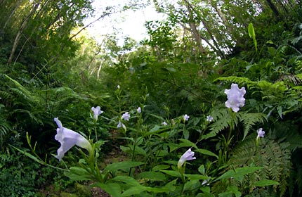 林床に咲くオキナワスズムシソウ