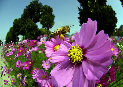 コスモスに訪花したセイヨウミツバチ