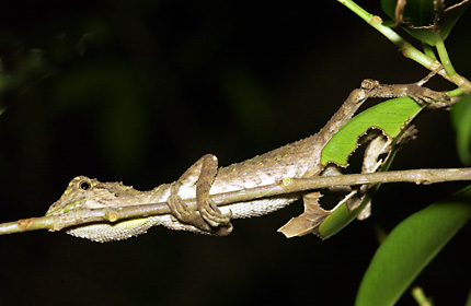 夜、枝で寝るオキナワキノボリトカゲ