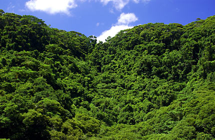 つる植物に覆われた亜熱帯林