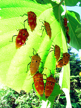アカギカメムシの成虫集団