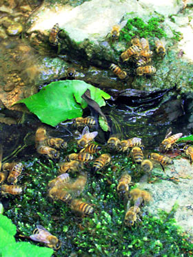 渓流で水を集めるセイヨウミツバチ