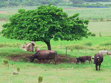 与那国島の牛たち