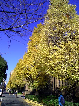 東京大学本郷キャンパスのイチョウ