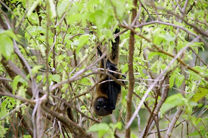 シマグワの花を食べに来たオオコウモリ