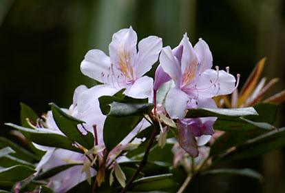 セイシカの花